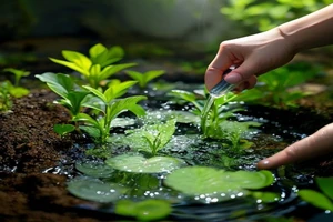 Phytoépuration : traiter ses eaux grises naturellement grâce aux plantes